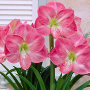 Amaryllis Rose simple